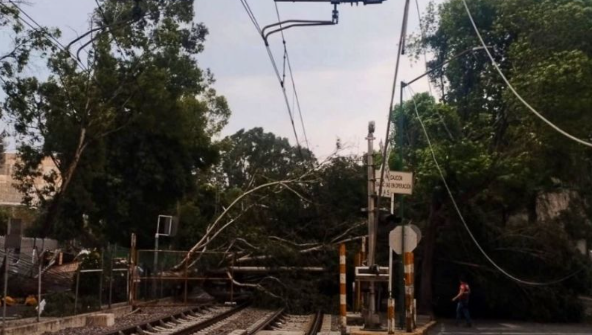 Árbol cae sobre vías del Tren Ligero y colapsa circulación